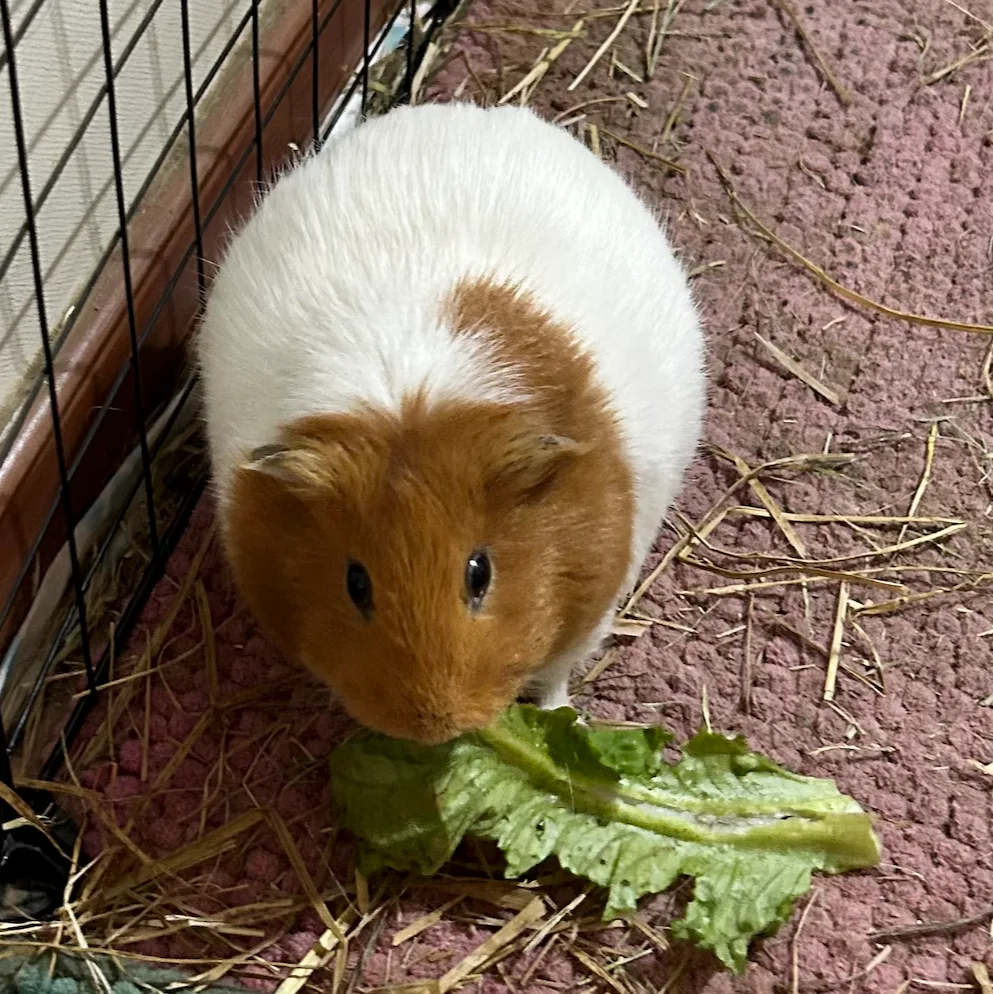 Bolita
